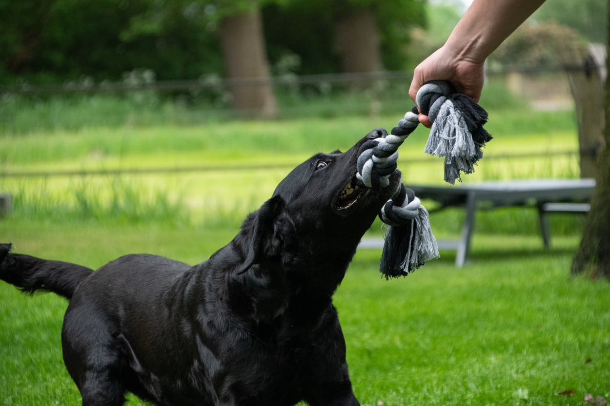 Hofman Animal Care – Großhandel Haustier-Seilspielzeug – Hund – Floss Toss Zahnpflege-Seil mit 4 Knoten, 85 cm3