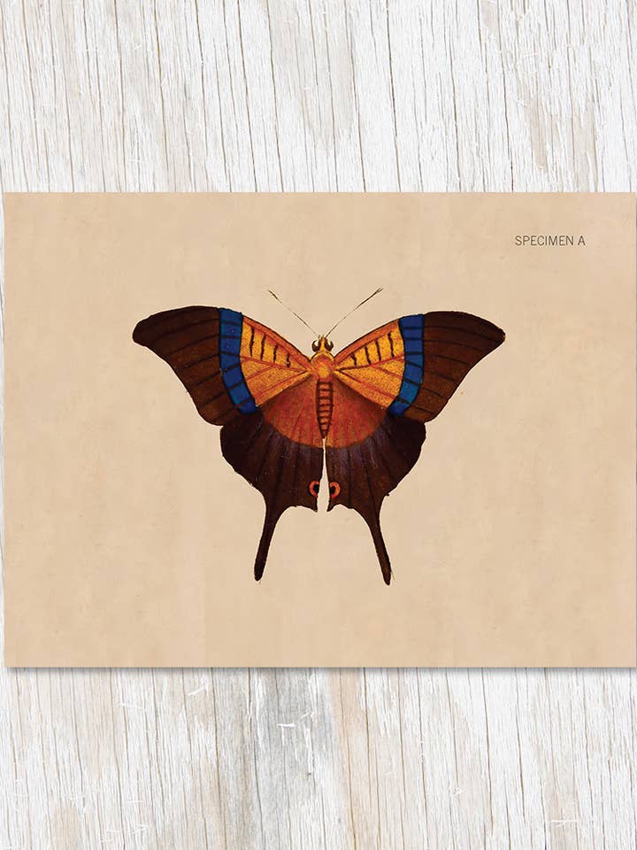 Specimen A Butterfly Illustration Card (Case of 6) for wholesale by Cognitive Surplus