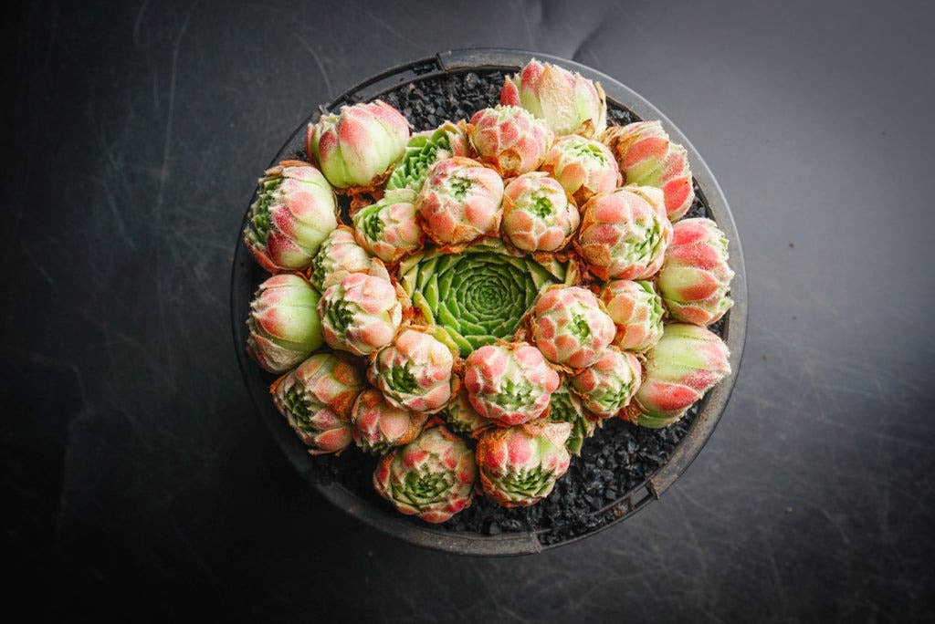 Sempervivum atlanticum