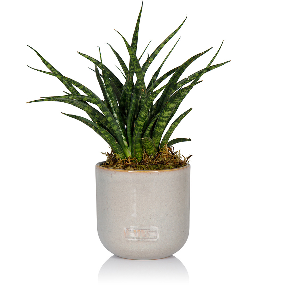 The Little Botanical - Wholesale Live Plant - Sansevieria Fernwood Punk9
