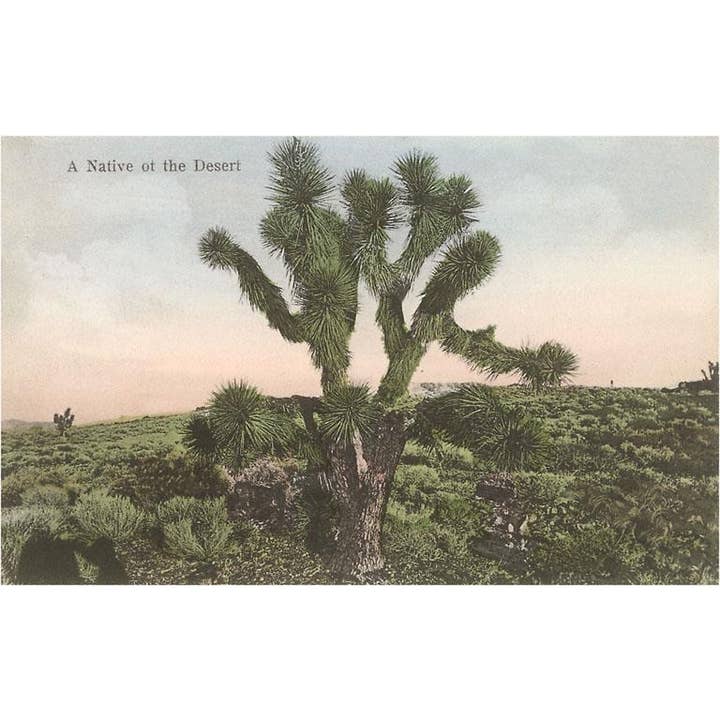 Found Image Press - Wholesale Magnet - Magnet CD-113 Joshua Tree
