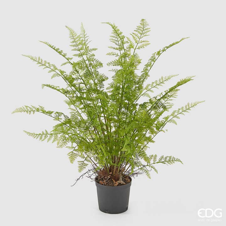 Samambaia Duke com vaso em PVC verde claro por atacado de edg