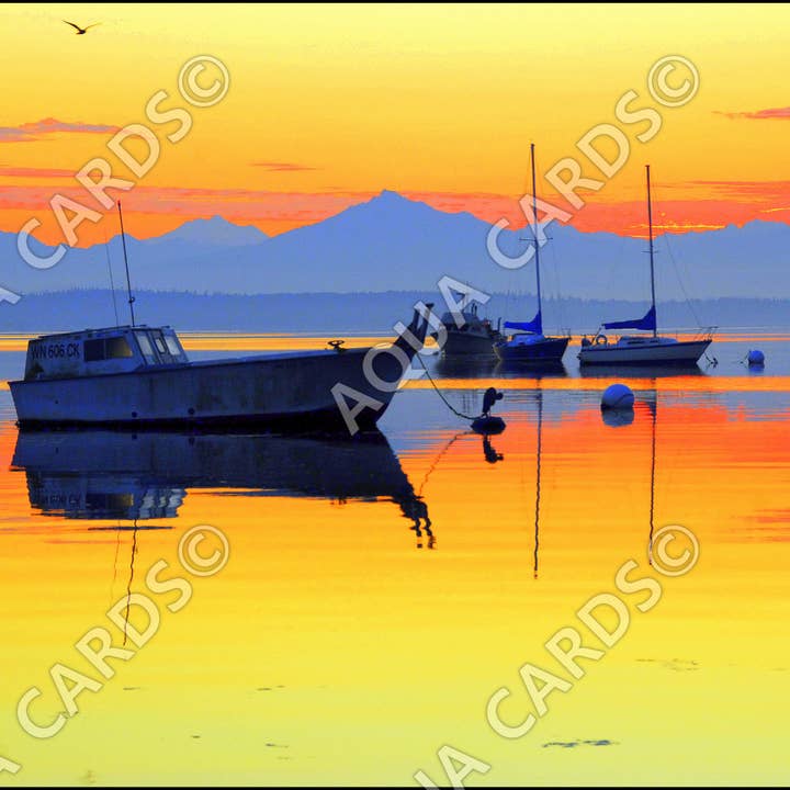 1069 - Quiete serale per la vendita all'ingrosso da parte di Aqua Cards