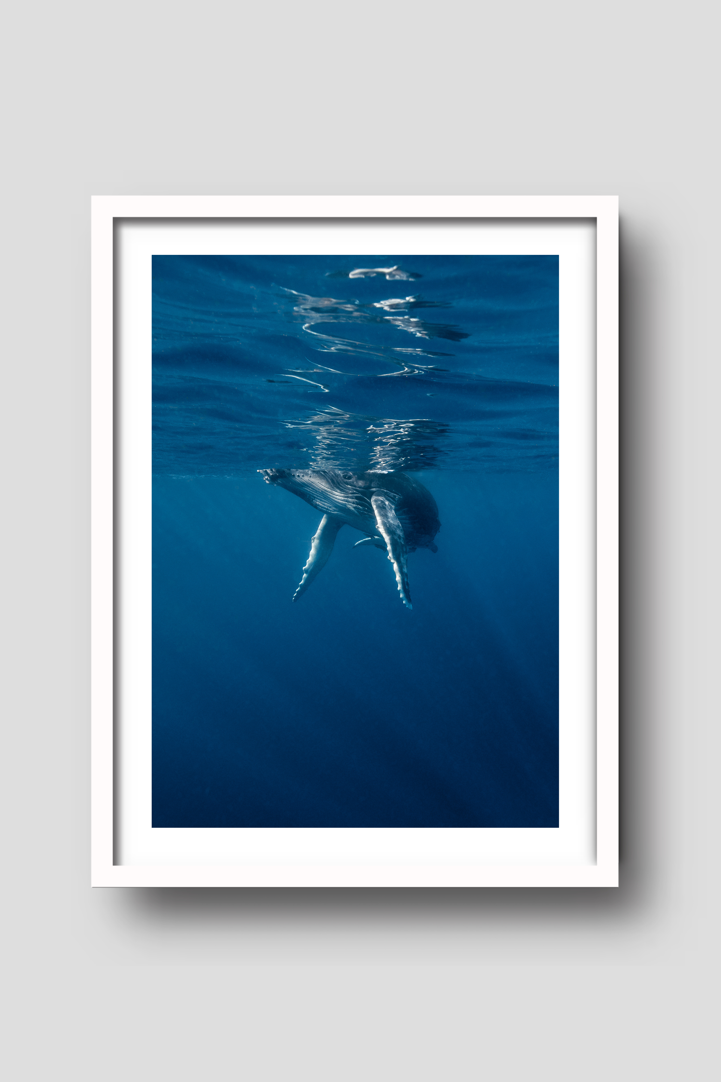 Above And Below Gallery - Venta al por mayor Ilustración - Fotografía de ballenato jorobado azul2