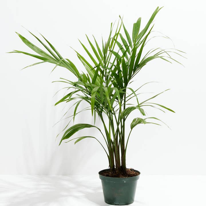 Lively Root - Wholesale Live Plant - Areca Palm Indoor Tree2