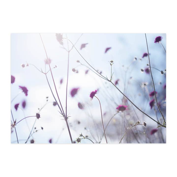 Vykort "Skabioser i kvällssolen" för wholesale av paruspaper. nutzfeine papeterie