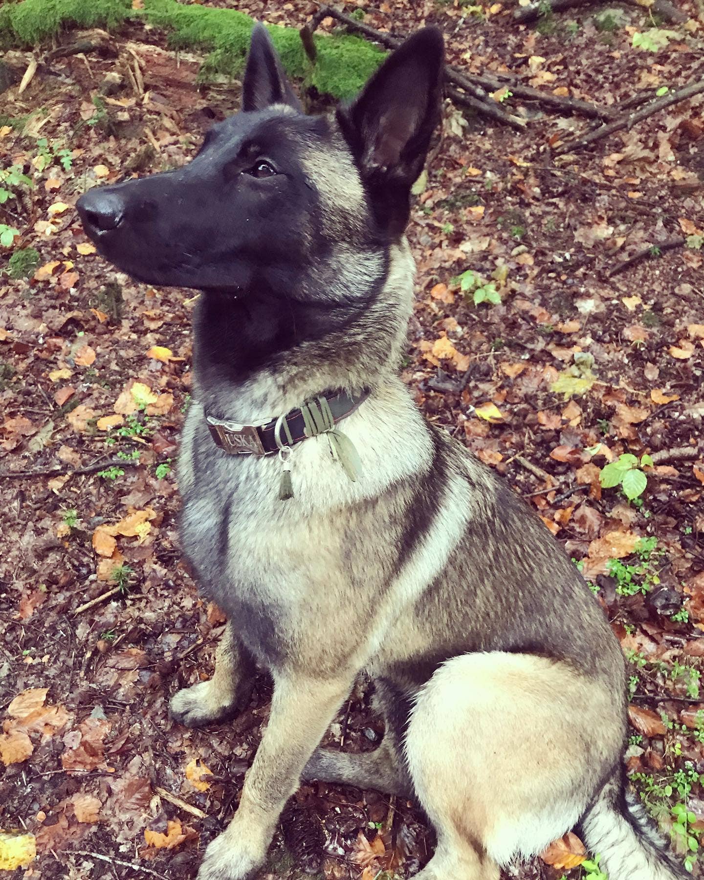 Frimousse Dog – wholesale Pet collar – Dog – “Colonel” military adjustable dog collar5