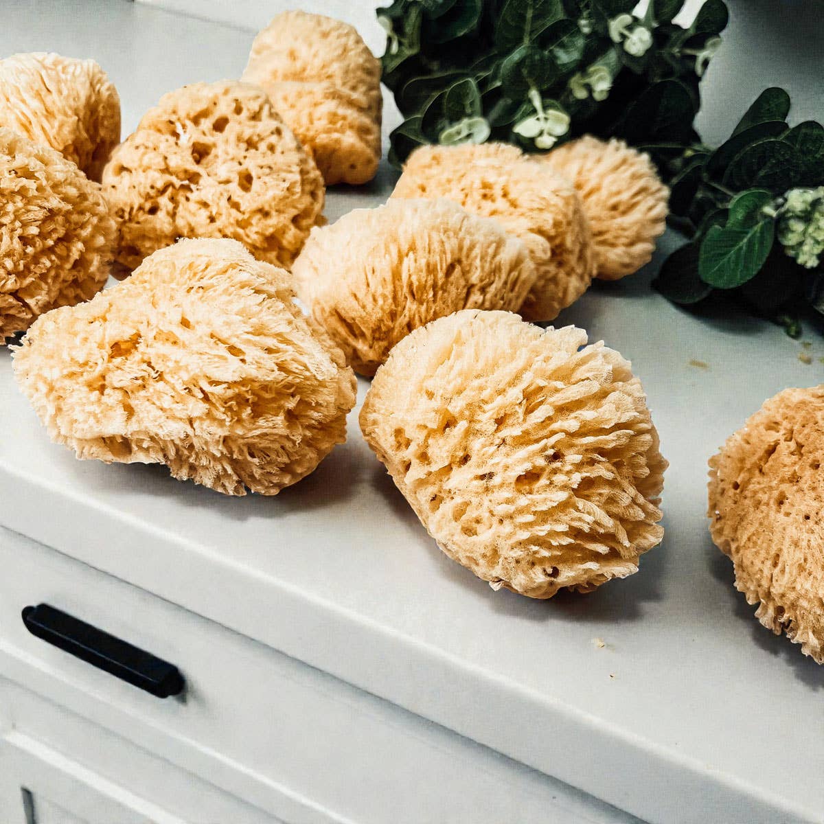 Gia Roma - Wholesale Bath Pouf/Sponge - Dead Sea Sponge, All Natural Body Wash Loofah 4-5"8