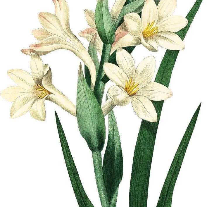 Arômes & Évasions – Engroshandel Æterisk olie – Æterisk olie - Tuberose Absolute (Polianthes Tuberose)1