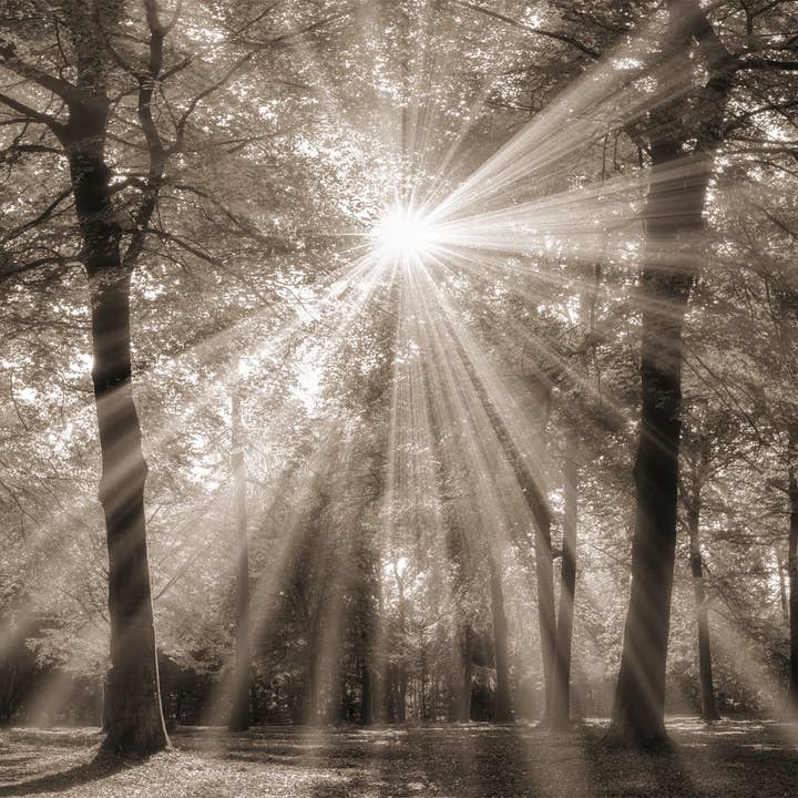 brancard voor wholesale door Bönninghoff