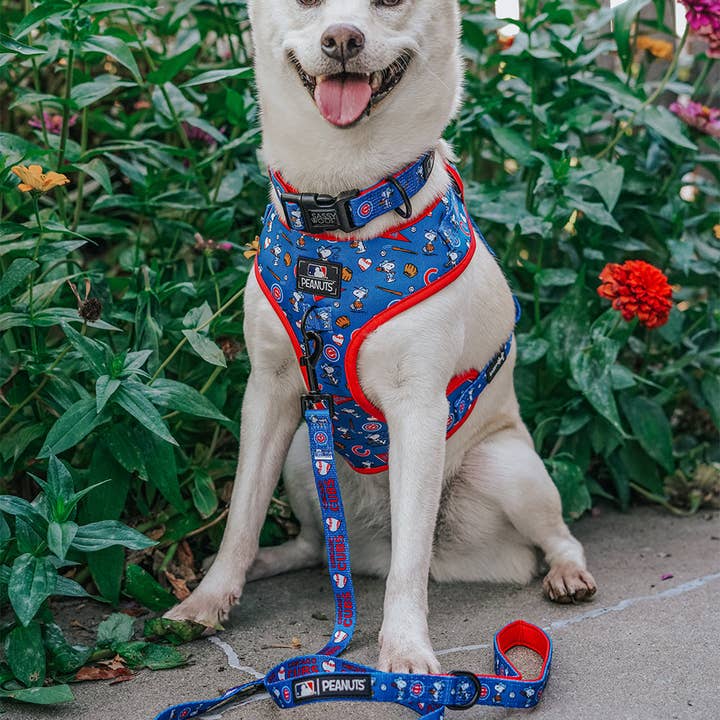SASSY WOOF - Wholesale Pet Collar - Dog - Dog Collar - MLB x Peanuts™ Chicago Cubs™4