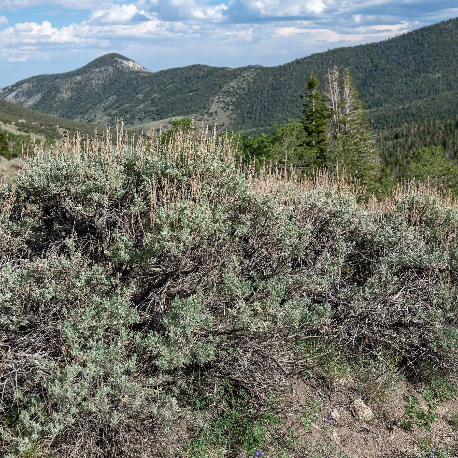 Fly Fish Wyoming - Wholesale Woven/Braided Bracelet - Wyoming Sagebrush + Pine Woven Bracelet1