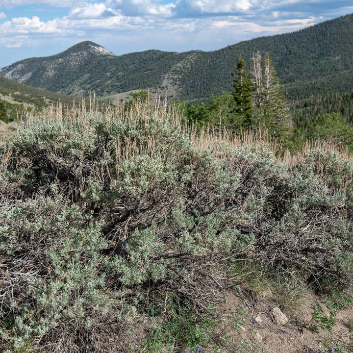 Fly Fish Wyoming - Wholesale Woven/Braided Bracelet - Wyoming Sagebrush + Pine Woven Bracelet1