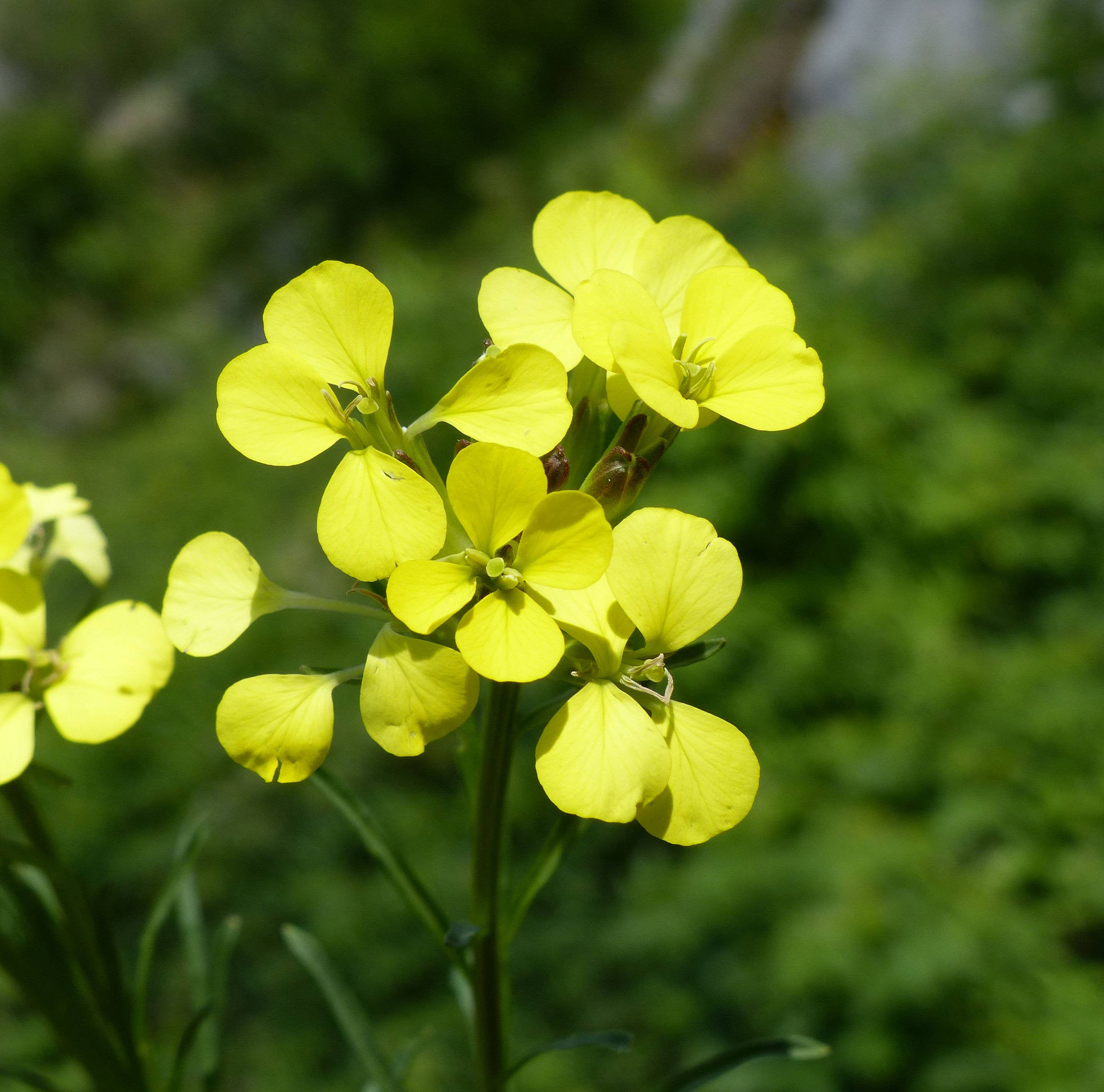 Lemuria – wholesale Hårt godis – Ekologiska och glutenfria godisar - ERISIMO CANDIES 1 kg6