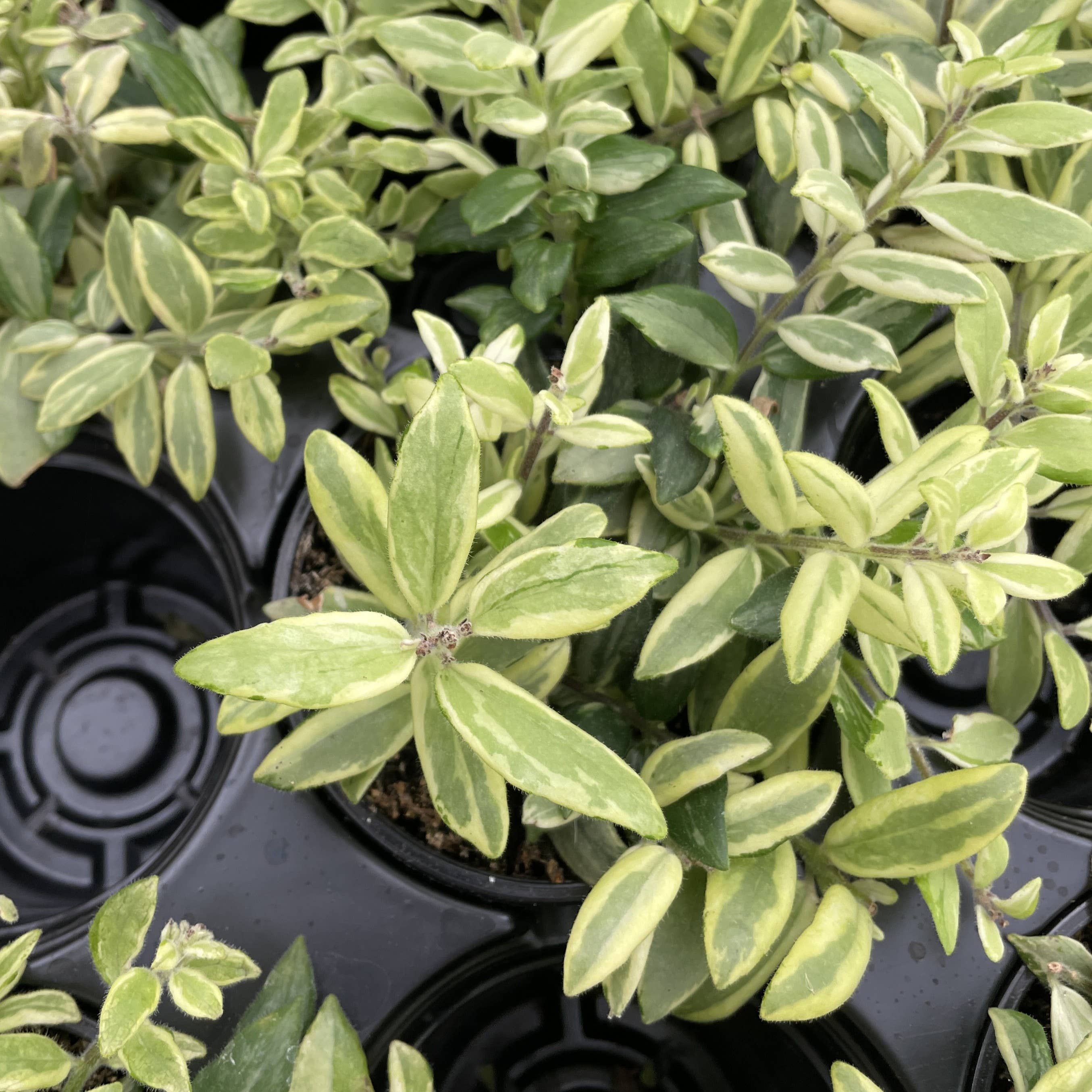 Thorsen's Greenhouse - Wholesale Live Plant - Lipstick 'Bolero Bicolor' Plant - 4" Live Plant2