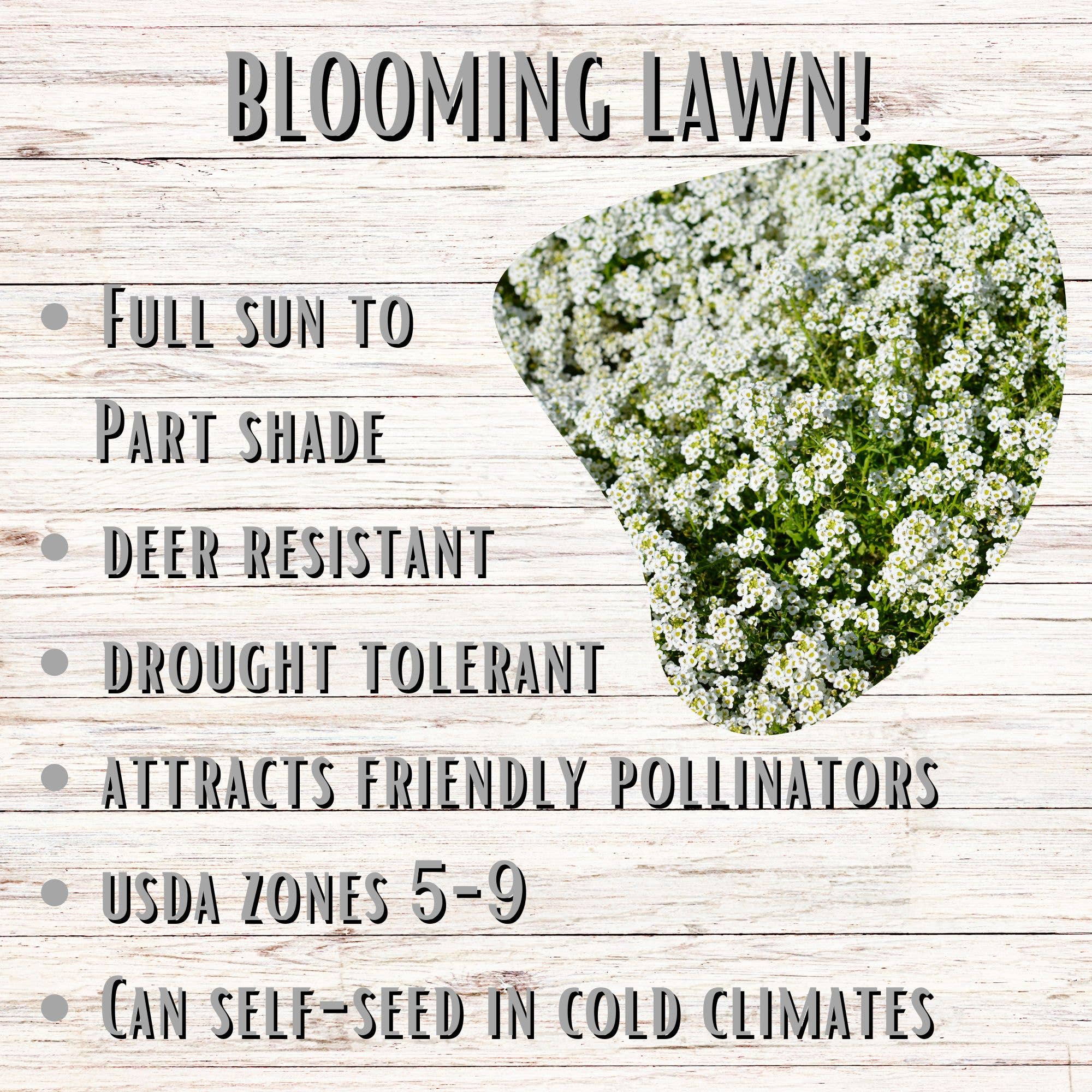 Flawn Seed Kits - Wholesale Plant Seeds - Sweet Alyssum Carpet of Snow Seed Pouches4