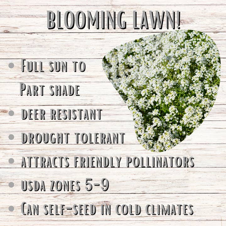 Flawn Seed Kits - Wholesale Plant Seeds - Sweet Alyssum Carpet of Snow Seed Pouches4