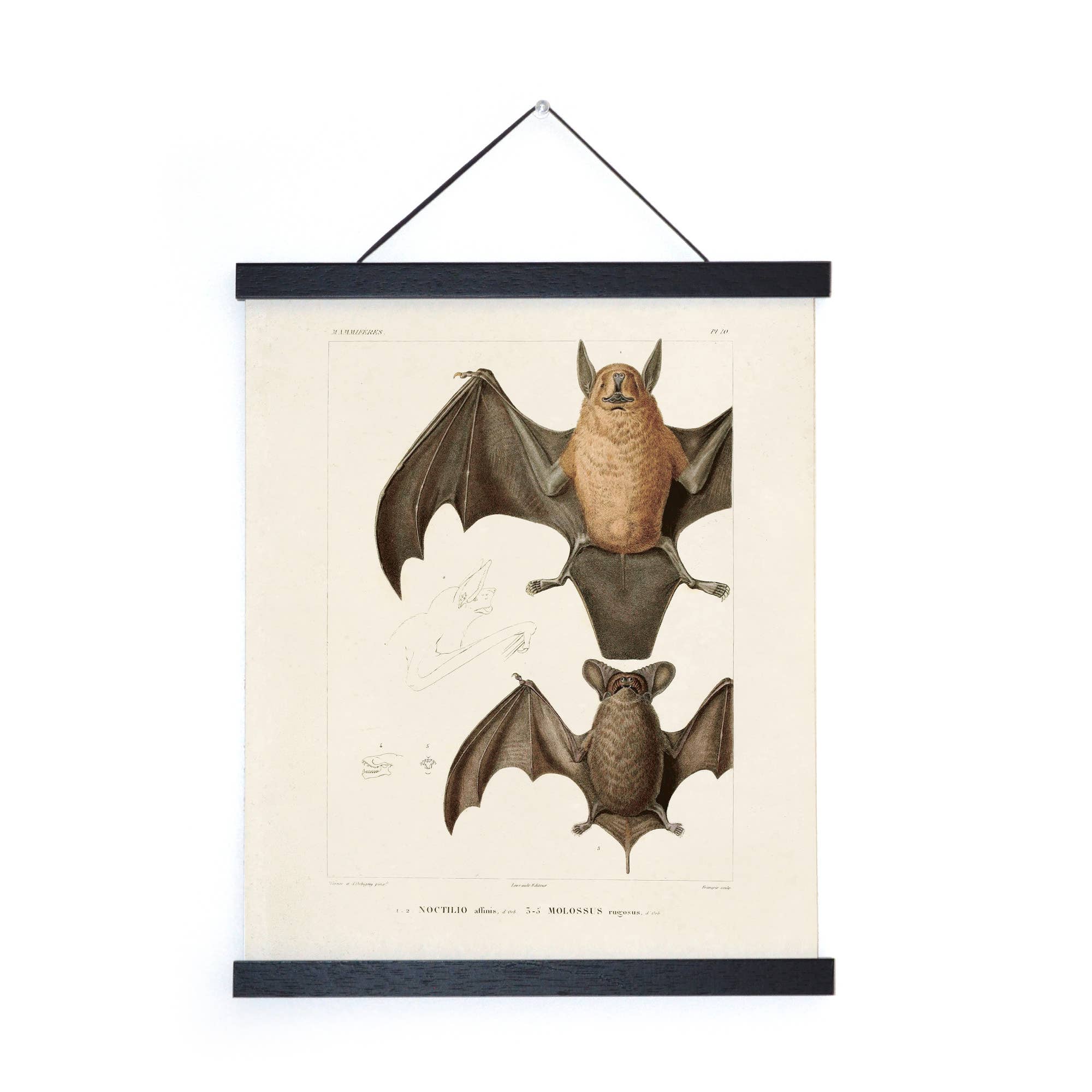 Curious Prints - Wholesale Art Print - Vintage Mexican Freetail Bat Print w/ optional frame3