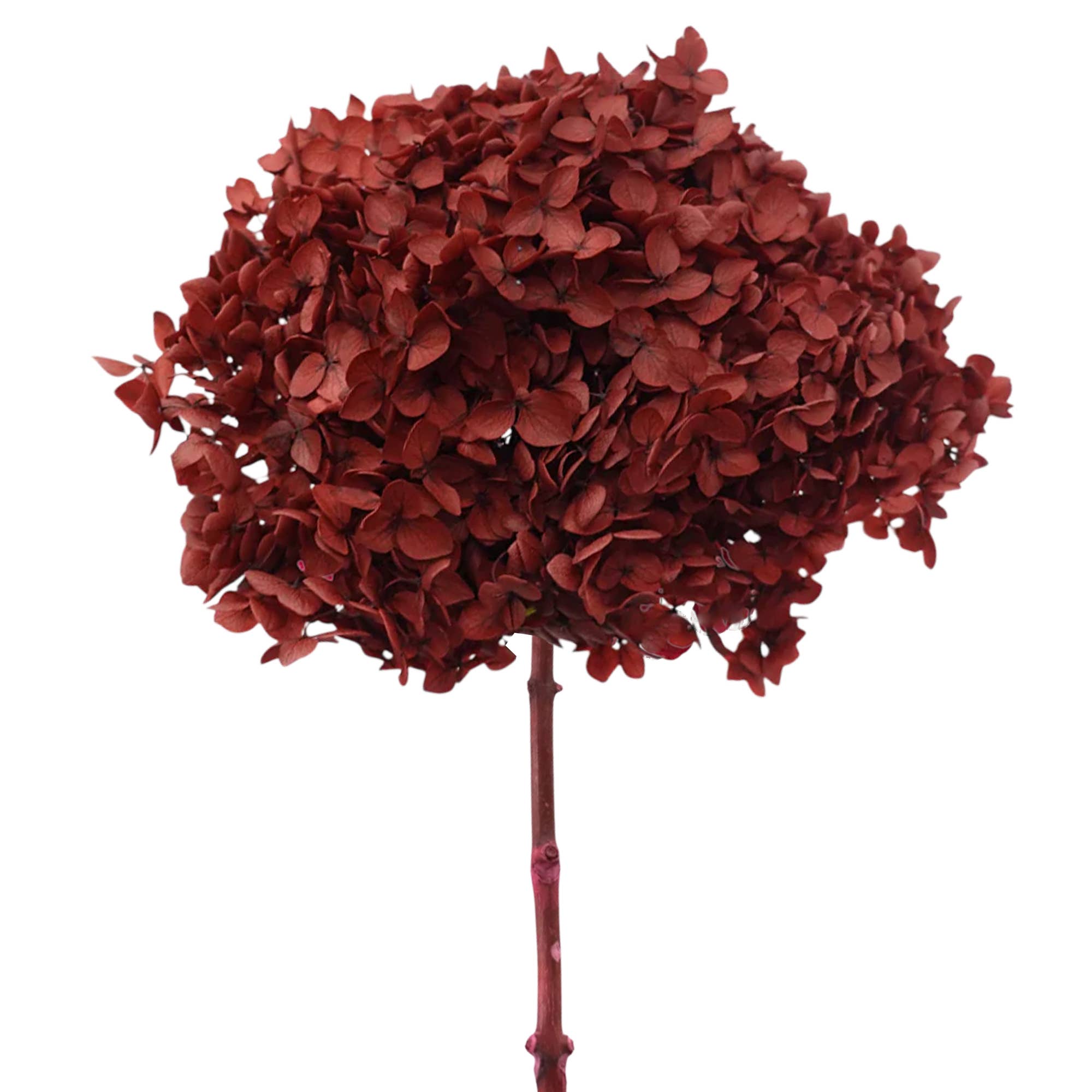 2626 Designs - Wholesale Dried/Pressed Flowers - Dried Preserved Hydrangea Flower 16" with Stem3