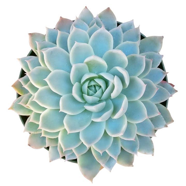 Best Plant Friend - Vente Succulentes - Echeveria Violet Queen - Succulentes Rosette Bleue 2/4 pouces2
