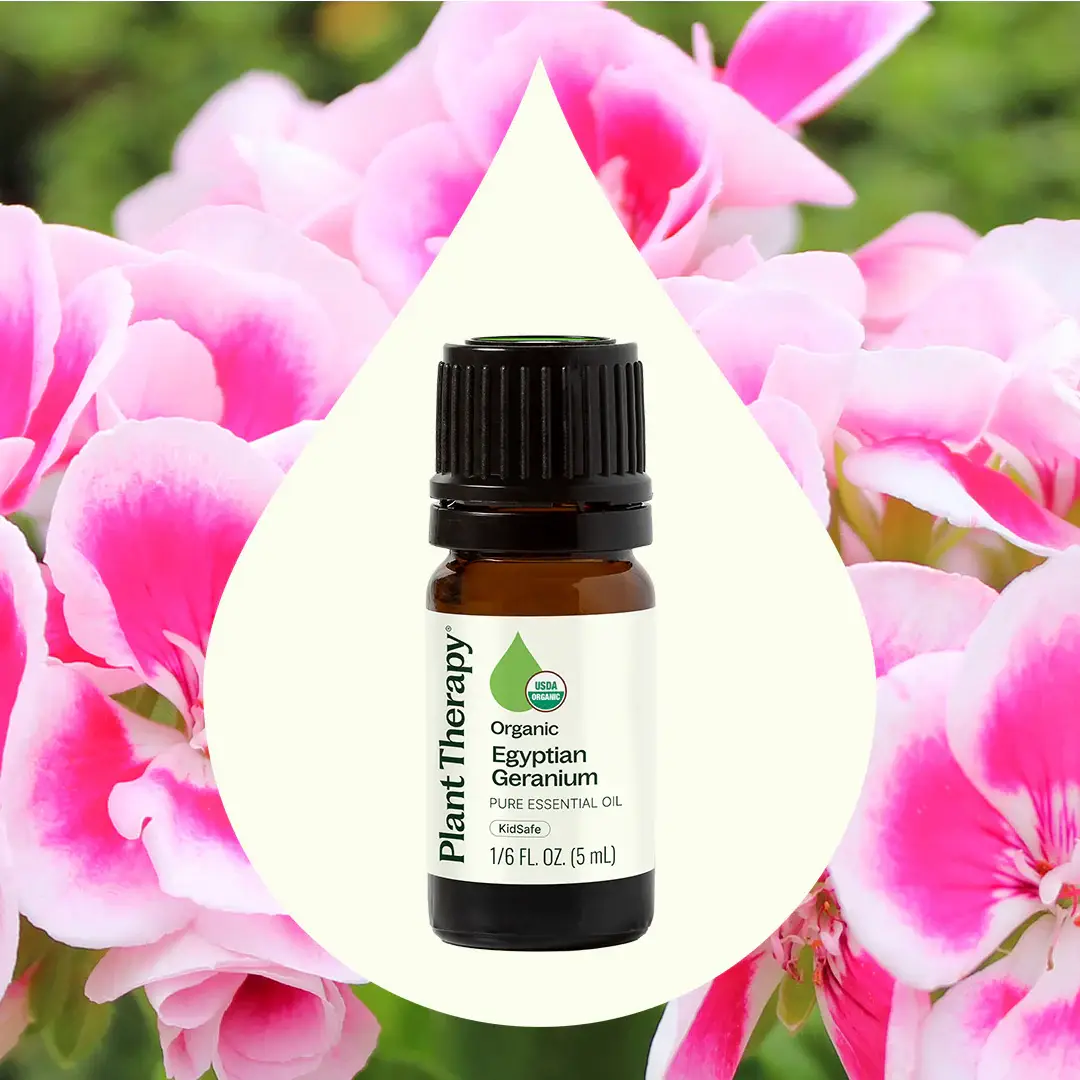Plant Therapy - Wholesale Essential Oil - Organic Egyptian Geranium Essential Oil 5 mL1