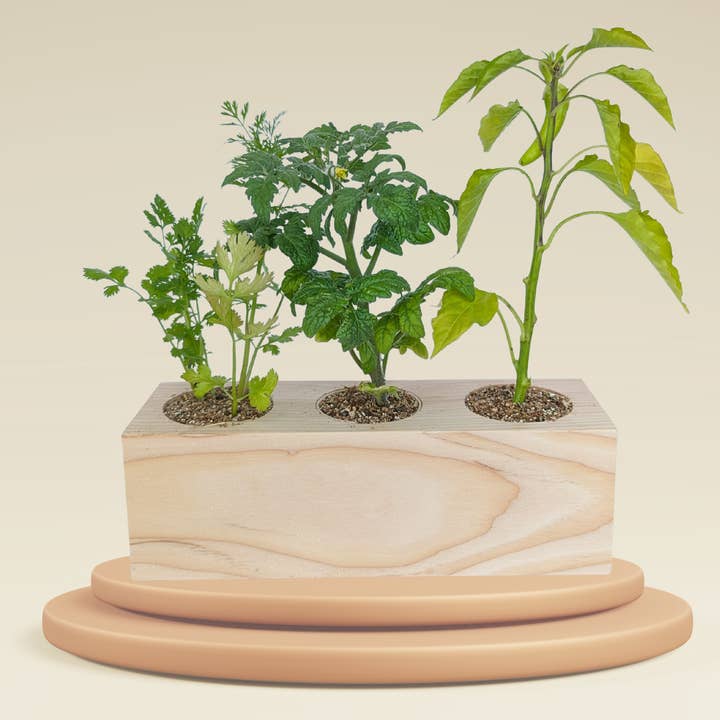 Sprigbox - Wholesale Plant Seeds - Salsa Garden Starter Kit | Grow Chili, Cilantro, Tomato4