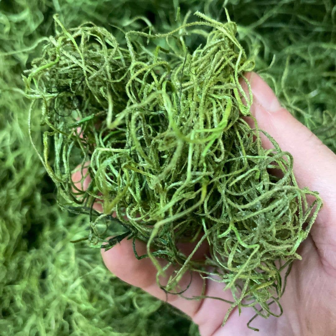Moss & Stone Gardens – Großhandel Getrocknete/gepresste Blumen – Grün konserviertes spanisches Moos | 4 oz | 8 oz | 16 oz (1 lbs)2