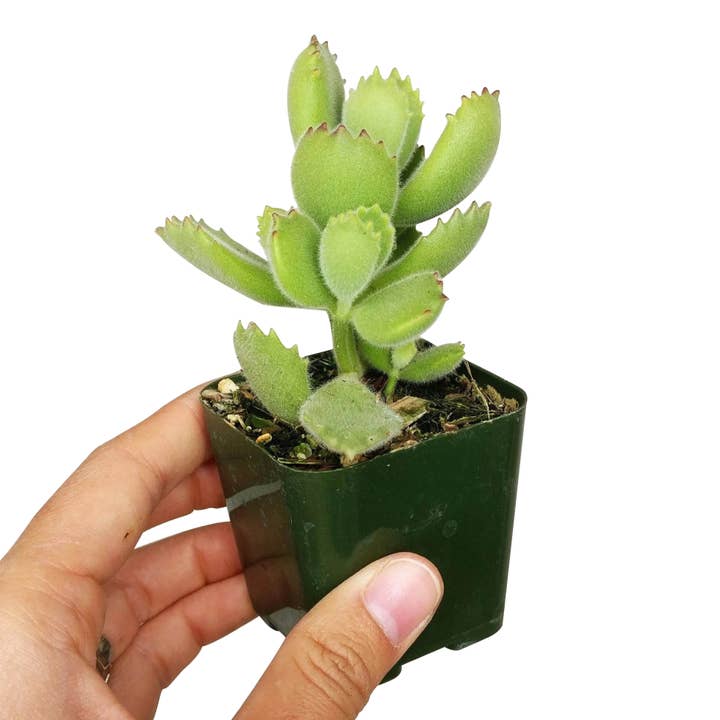 Best Plant Friend - Wholesale Succulent - Weirdo Succulents - 2-inch Pot (1 case = 2 Plants)