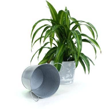 Buhi Imports - Wholesale Plant Pot - 8.5" Pail  White Patina Pot Cover 2