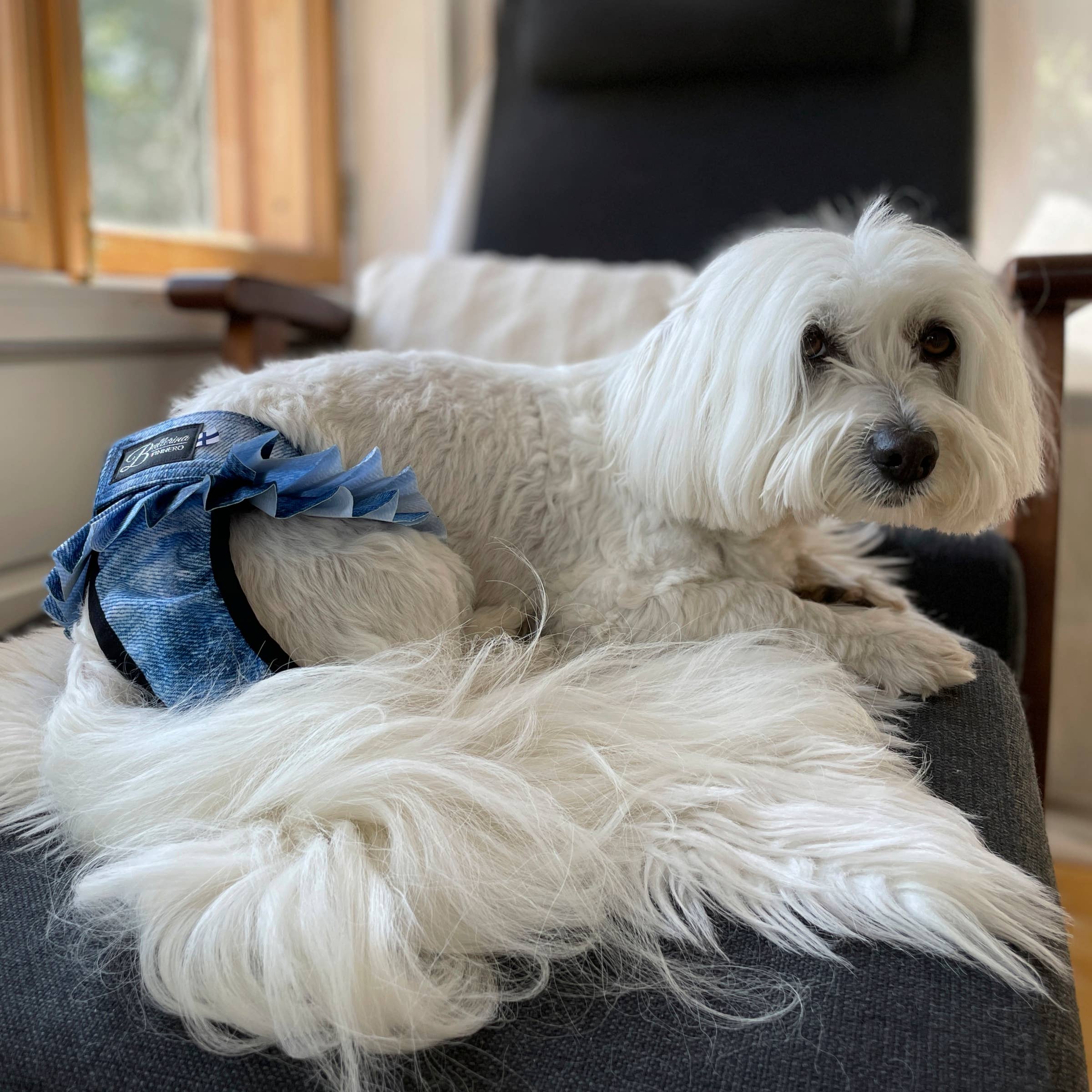 FINNERO – wholesale Husdjursblöja - Hund – FINNERO Ballerina hundhygienbyxor, 5 färger, tvättbara24