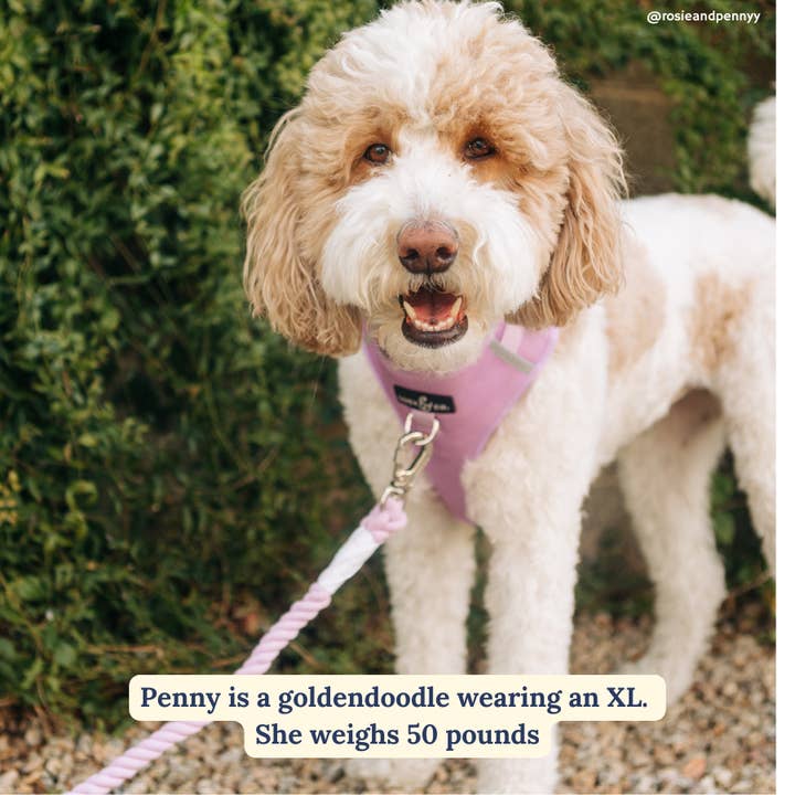 Lucy & Co. - Wholesale Pet Harness - Dog - Bouquet No-Pull Harness5