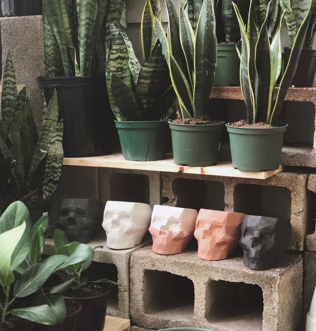 Queen City Crete - Vendita all'ingrosso Vasi per piante - Vaso da fiori Victor Geometric Concrete Skull 5