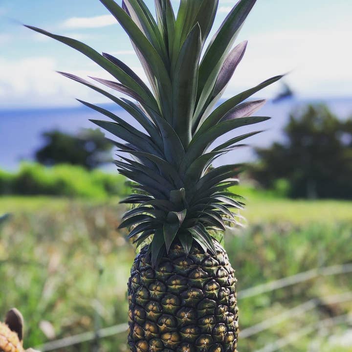 Nakihalani Farm - Wholesale Dried/Dehydrated Fruit - Soft Dried Pineapple4