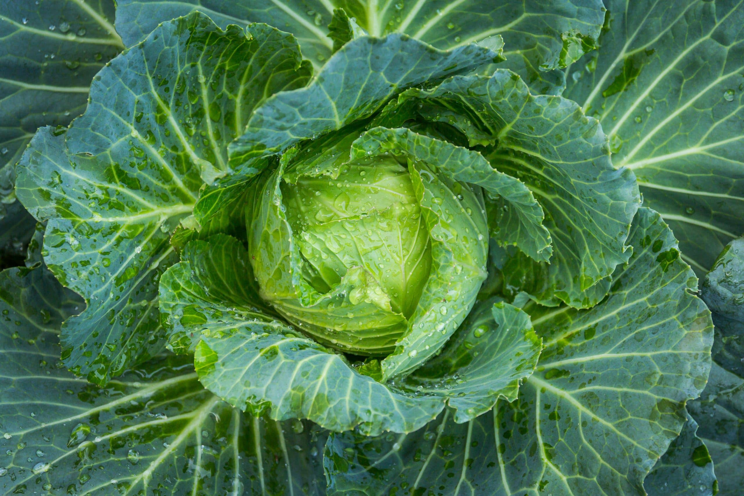 Havuka - Vente Crème hydratante pour le visage - Crème à la résine de chou, gingembre et épicéa - Elias Lönnrot HAVUKA3