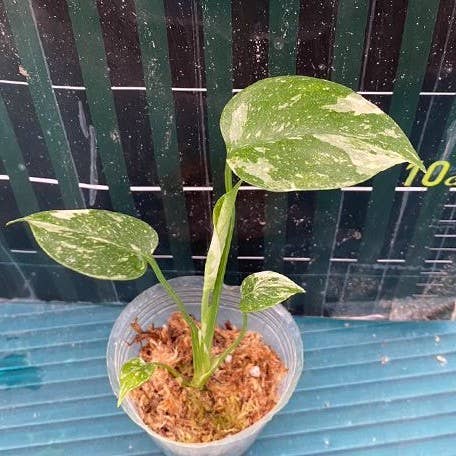 OrchidBox - Vendita all'ingrosso Piante vive - Monstera deliciosa 'Thai Constellation' variegata 2,5"4