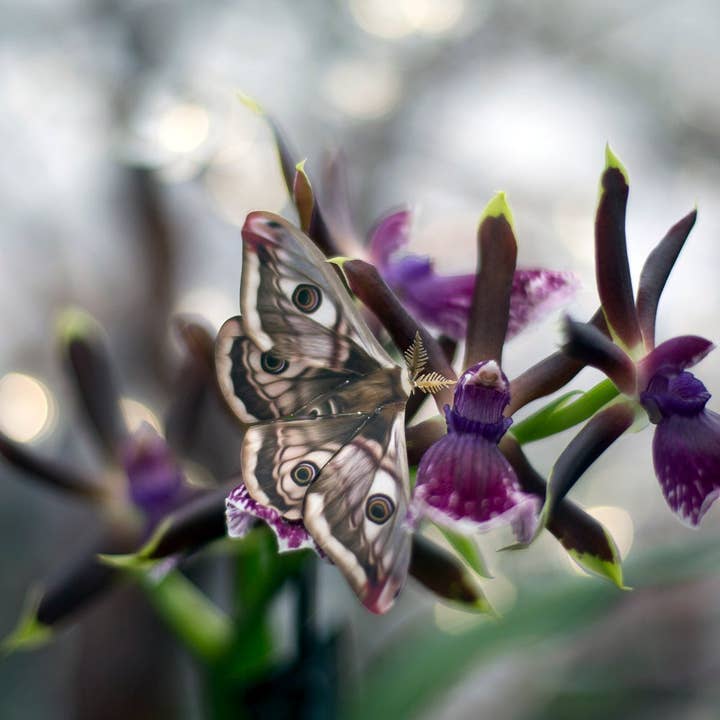 Moth and Myth - Vendita all'ingrosso Ritagli - Set falena Cecropia 'Autumn'