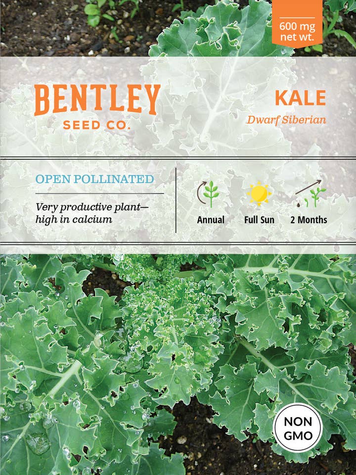 Kale, Dwarf Siberian Seed Packets for wholesale by Bentley Seed Co.