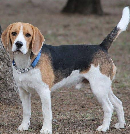 VANCA CRAFT - Wholesale Keychain - Unisex - Beagle Leather Dog Pet Handmade Keychain Bag Charm Accessory5