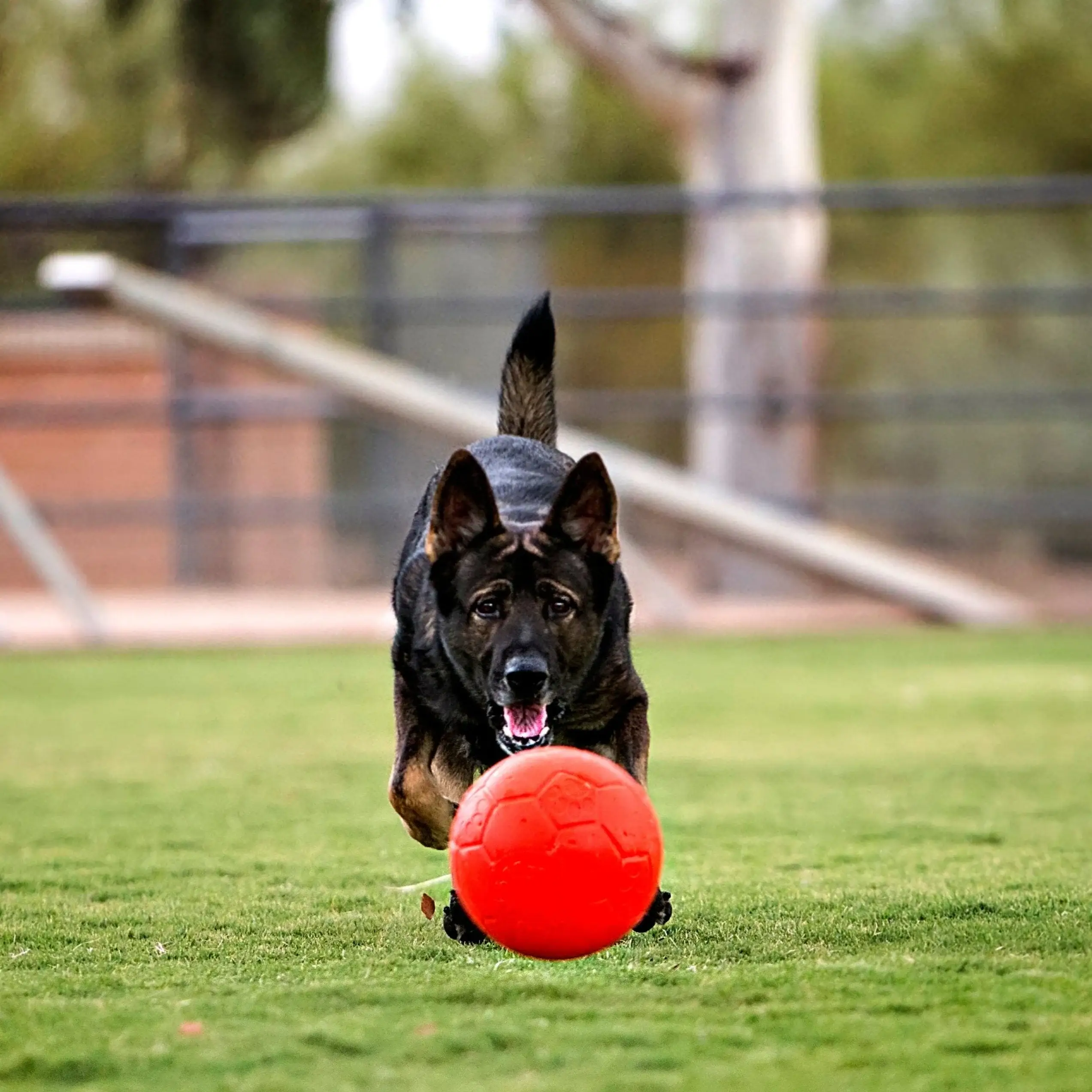 Rover Pet Products - Vendita all'ingrosso Palla da riporto  - Cani - Pallone da calcio Jolly2