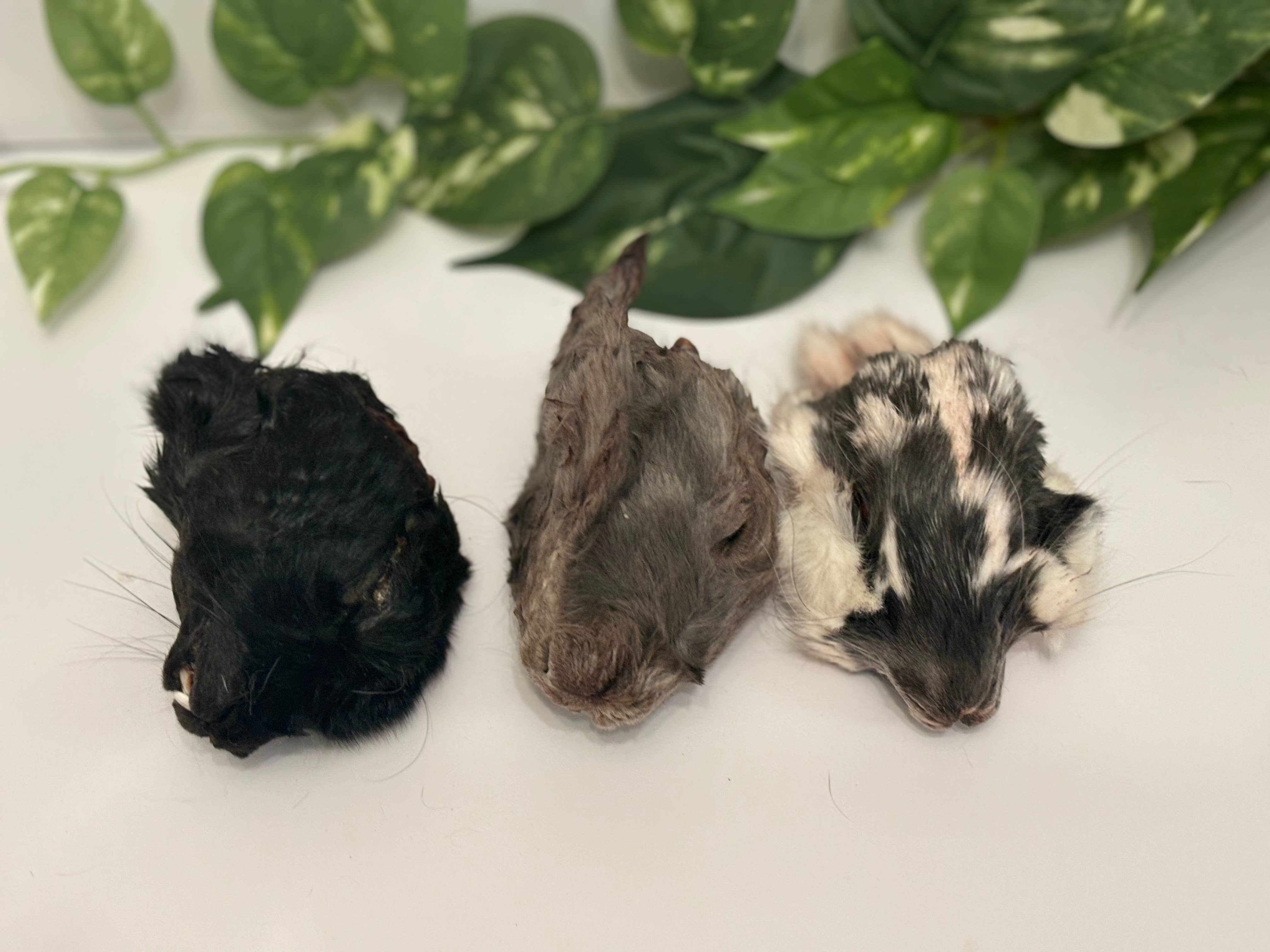 Rocky&Stella’s Treats - Wholesale Pet Treats - Dog - Dehydrated Rabbit head no ears 2