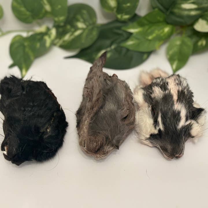 Rocky&Stella’s Treats - Wholesale Pet Treats - Dog - Dehydrated Rabbit head no ears 2