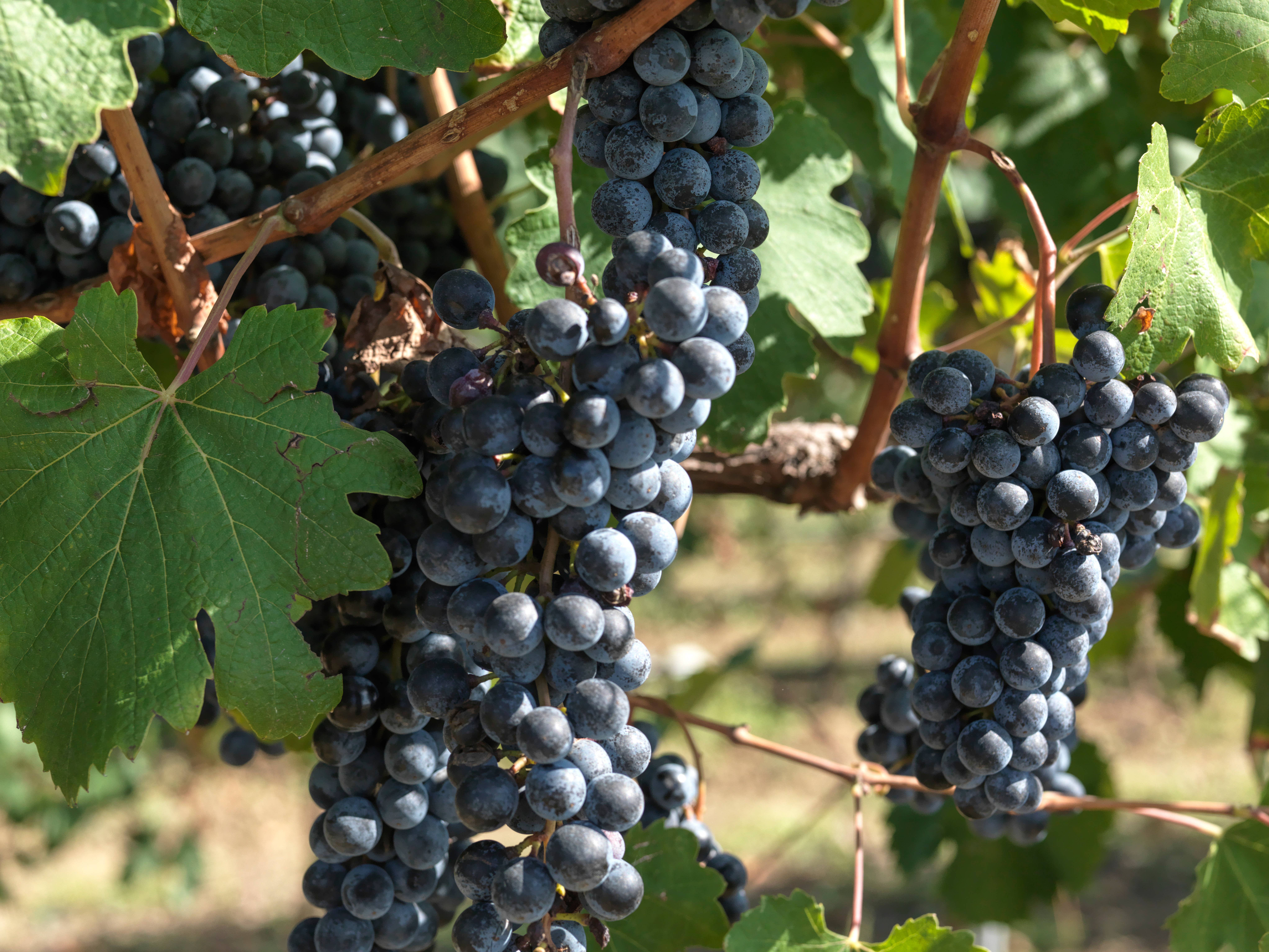 M5 Corporation - Wholesale Vinegar - Raspberry Flavored Balsamic Glaze, 5.1oz (150ml)7