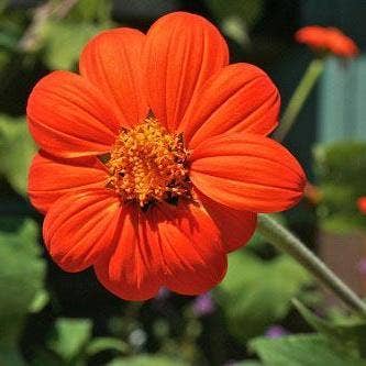 Sow True Seed - Wholesale Plant Seeds - Tithonia Seeds - Mexican Sunflower