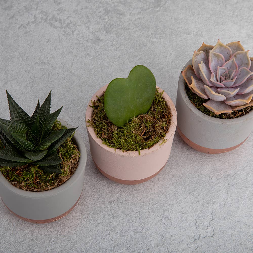 The Little Botanical – wholesale Succulent – Lilacina12