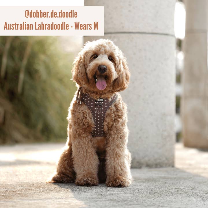 Pip and Palms - Vente Harnais – chien - Harnais pour chiens Choco Loco Love3