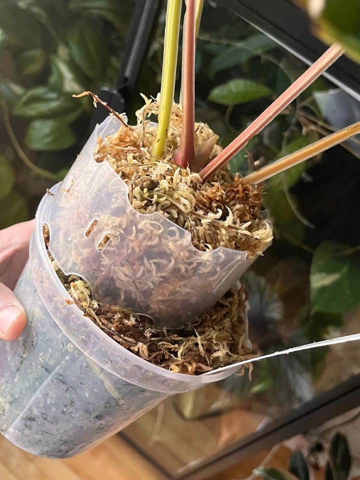 Plant Pot Extender (Pack of 10) for wholesale by PlantBay