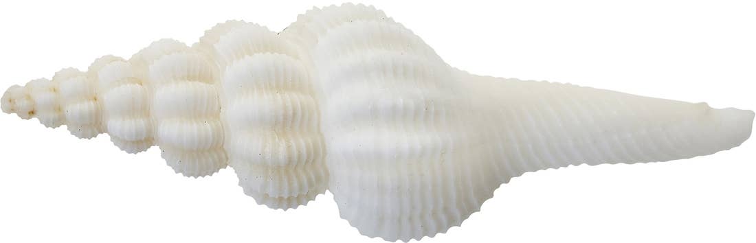 HS Seashells - Wholesale Decorative Tabletop Object - Knobby Spindle 4-5"2