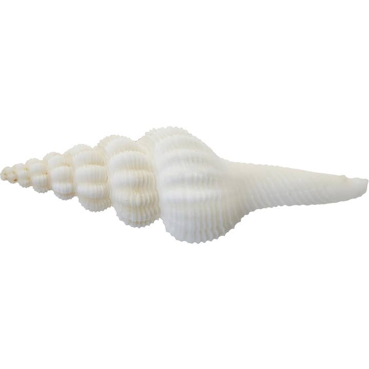 HS Seashells - Wholesale Decorative Tabletop Object - Knobby Spindle 4-5"2