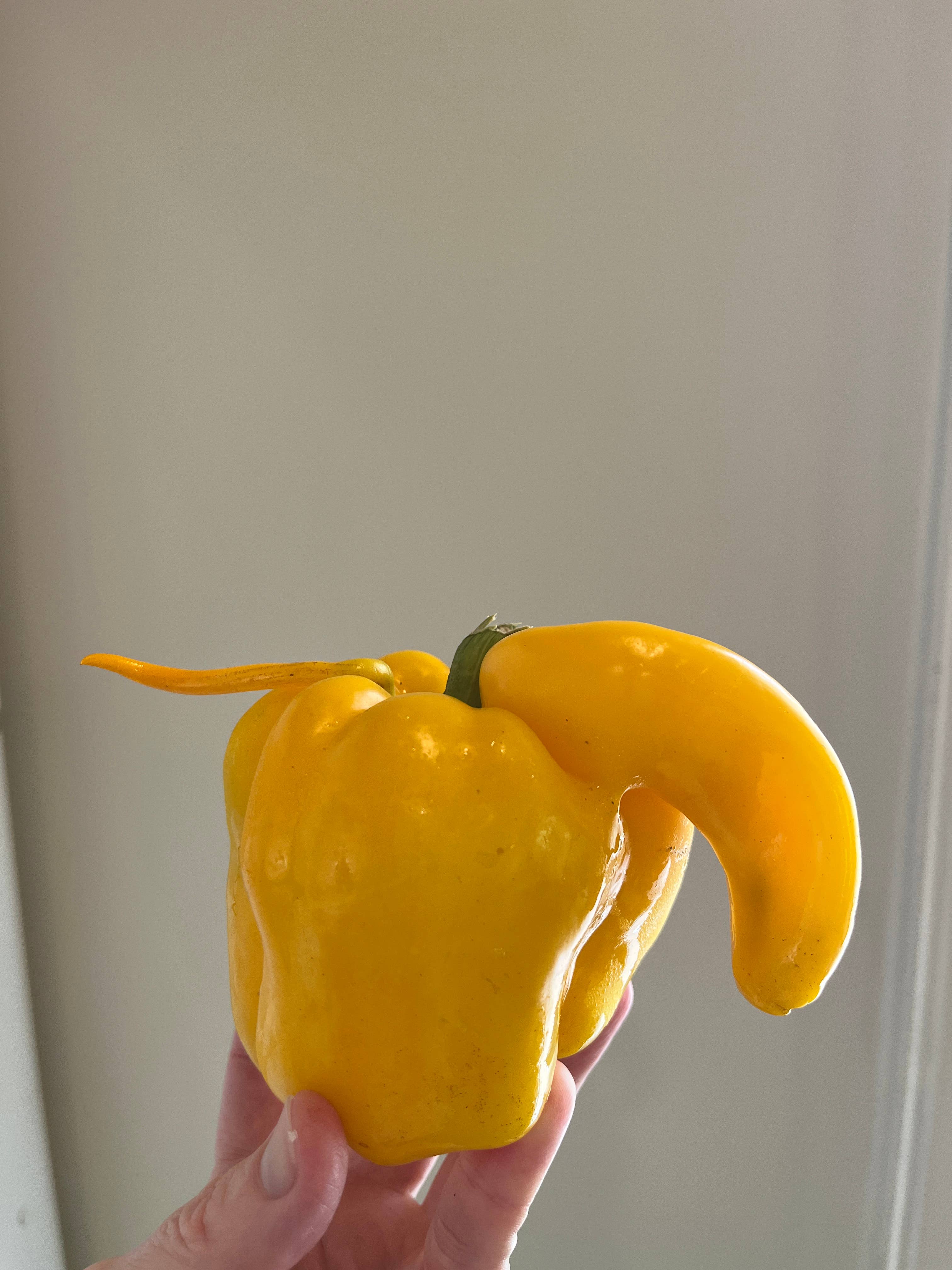 les collines - Wholesale Jam/Jelly - Hot Pepper Jelly3