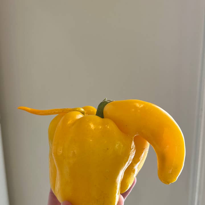 les collines - Wholesale Jam/jelly - Hot Pepper Jelly3